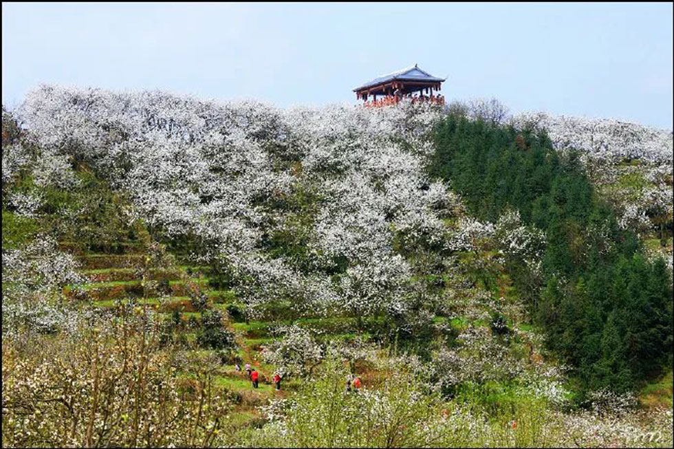 【春天,广西桂林灌阳县向您发出邀请!】我们在灌阳看梨花 - 游山玩水 - 攀枝花生活社区 - 攀枝花28生活网 panzhihua.28life.net