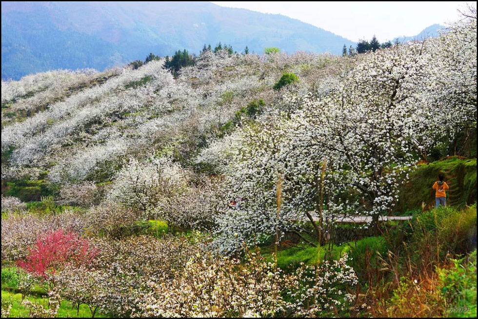 【春天,广西桂林灌阳县向您发出邀请!】我们在灌阳看梨花 - 游山玩水 - 攀枝花生活社区 - 攀枝花28生活网 panzhihua.28life.net