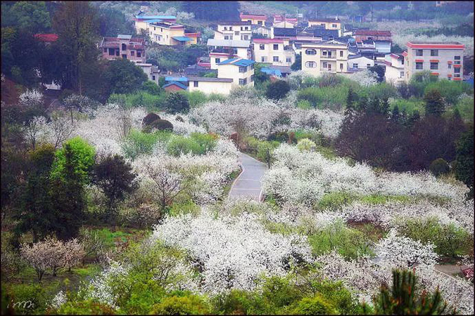 【春天,广西桂林灌阳县向您发出邀请!】我们在灌阳看梨花 - 游山玩水 - 攀枝花生活社区 - 攀枝花28生活网 panzhihua.28life.net