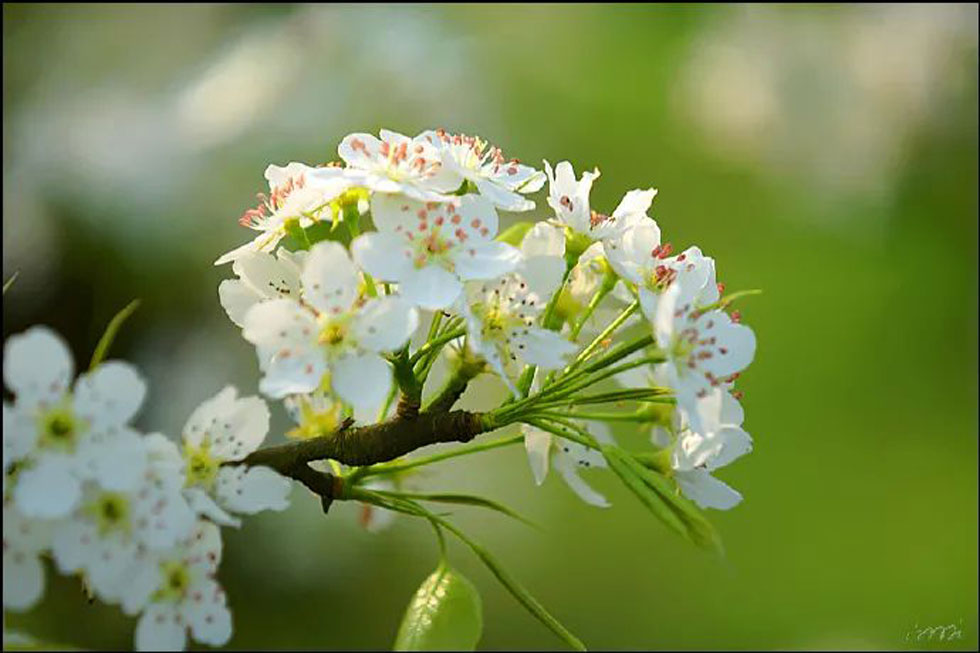 【春天,广西桂林灌阳县向您发出邀请!】我们在灌阳看梨花 - 游山玩水 - 攀枝花生活社区 - 攀枝花28生活网 panzhihua.28life.net