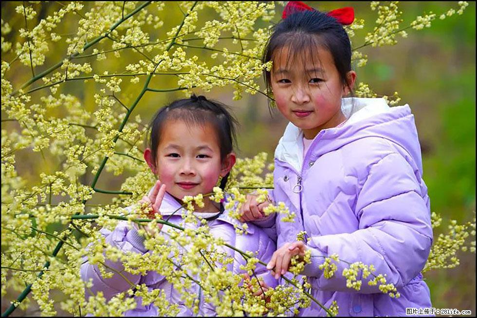 【春天，广西桂林灌阳县向您发出邀请！】米珠山前有片山苍子花在飘香 - 游山玩水 - 攀枝花生活社区 - 攀枝花28生活网 panzhihua.28life.net