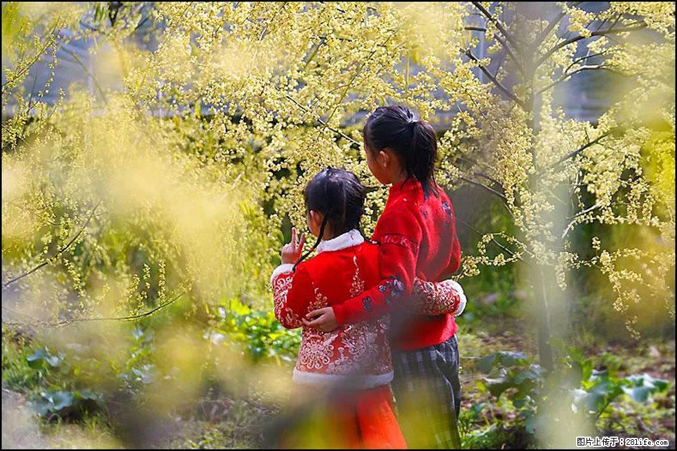 【春天，广西桂林灌阳县向您发出邀请！】米珠山前有片山苍子花在飘香 - 游山玩水 - 攀枝花生活社区 - 攀枝花28生活网 panzhihua.28life.net