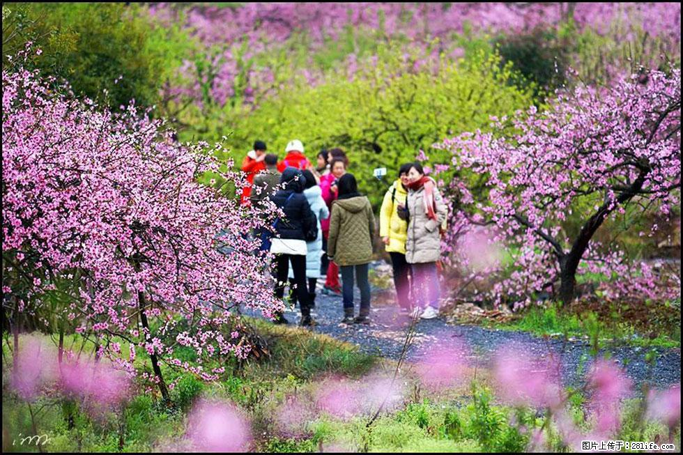 【春天，广西桂林灌阳县向您发出邀请！】官庄村有个醉美的桃花园 - 游山玩水 - 攀枝花生活社区 - 攀枝花28生活网 panzhihua.28life.net
