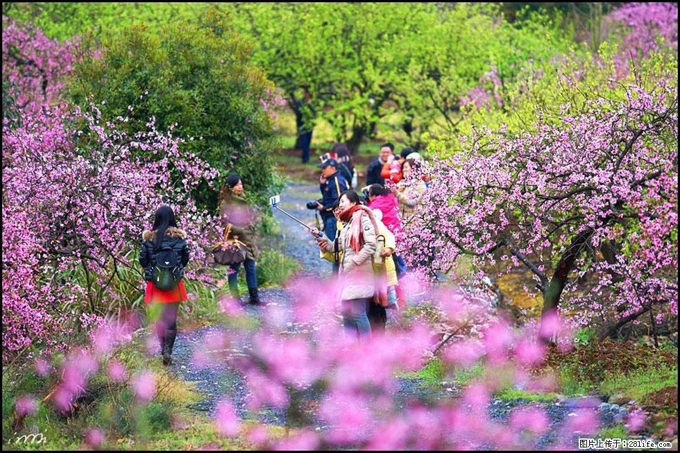 【春天，广西桂林灌阳县向您发出邀请！】官庄村有个醉美的桃花园 - 游山玩水 - 攀枝花生活社区 - 攀枝花28生活网 panzhihua.28life.net