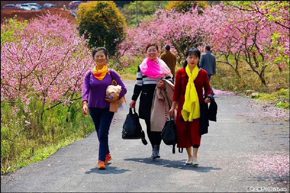 【春天，广西桂林灌阳县向您发出邀请！】官庄村有个醉美的桃花园 - 游山玩水 - 攀枝花生活社区 - 攀枝花28生活网 panzhihua.28life.net