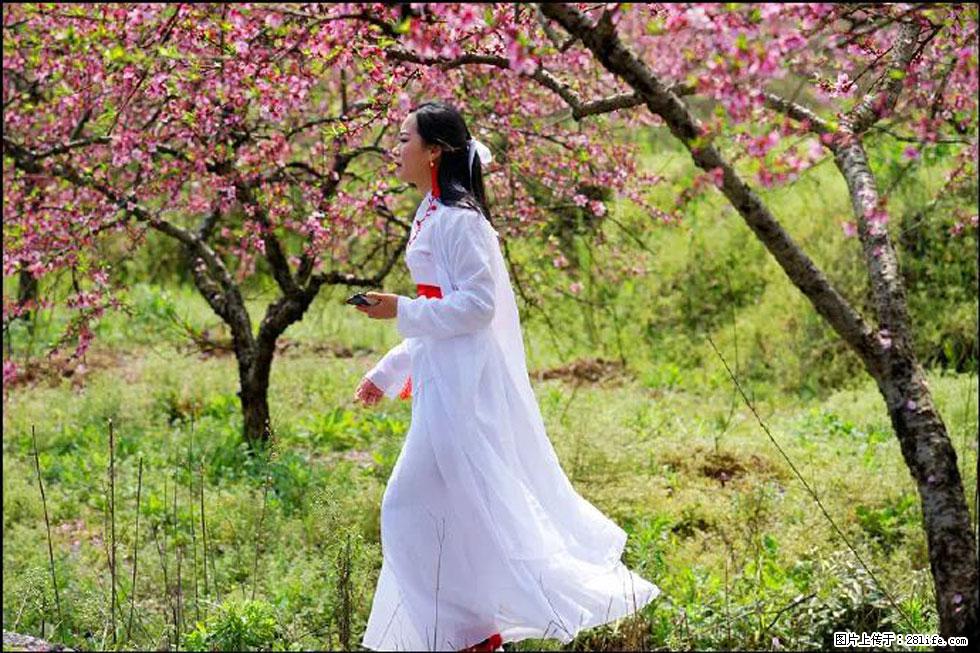 【春天，广西桂林灌阳县向您发出邀请！】官庄村有个醉美的桃花园 - 游山玩水 - 攀枝花生活社区 - 攀枝花28生活网 panzhihua.28life.net