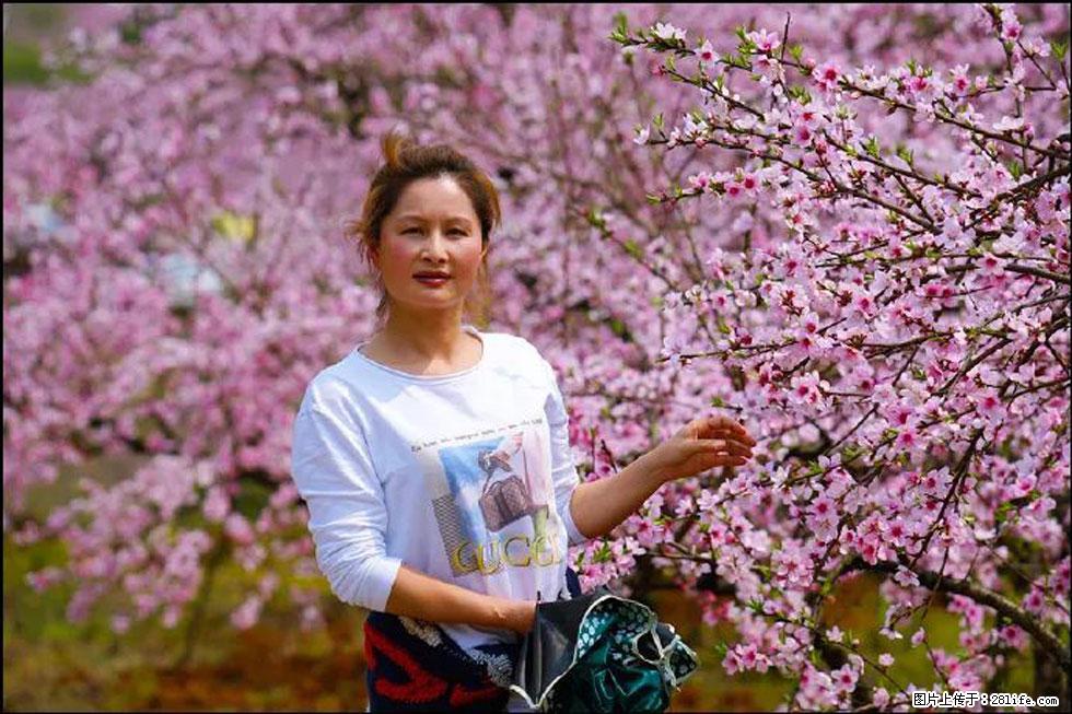 【春天，广西桂林灌阳县向您发出邀请！】官庄村有个醉美的桃花园 - 游山玩水 - 攀枝花生活社区 - 攀枝花28生活网 panzhihua.28life.net