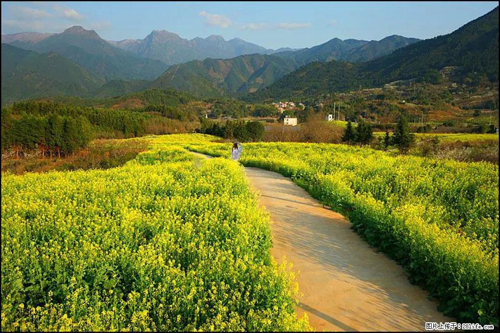 【春天,广西桂林灌阳县向您发出邀请!】长坪村油菜盛情花开 - 游山玩水 - 攀枝花生活社区 - 攀枝花28生活网 panzhihua.28life.net