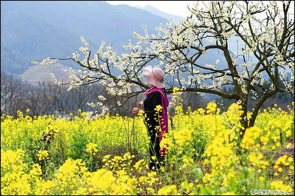【春天,广西桂林灌阳县向您发出邀请!】长坪村油菜盛情花开 - 游山玩水 - 攀枝花生活社区 - 攀枝花28生活网 panzhihua.28life.net