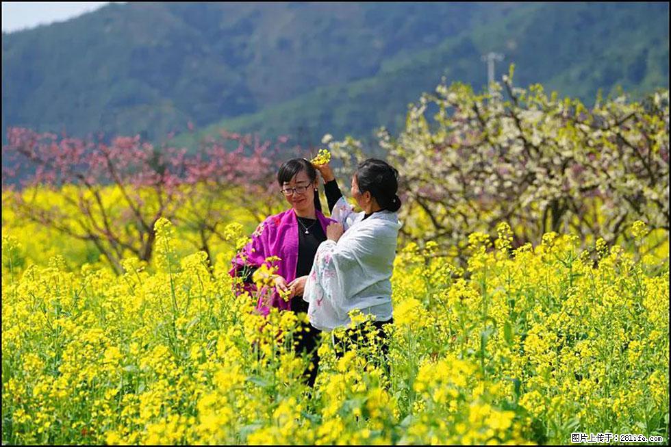 【春天,广西桂林灌阳县向您发出邀请!】长坪村油菜盛情花开 - 游山玩水 - 攀枝花生活社区 - 攀枝花28生活网 panzhihua.28life.net