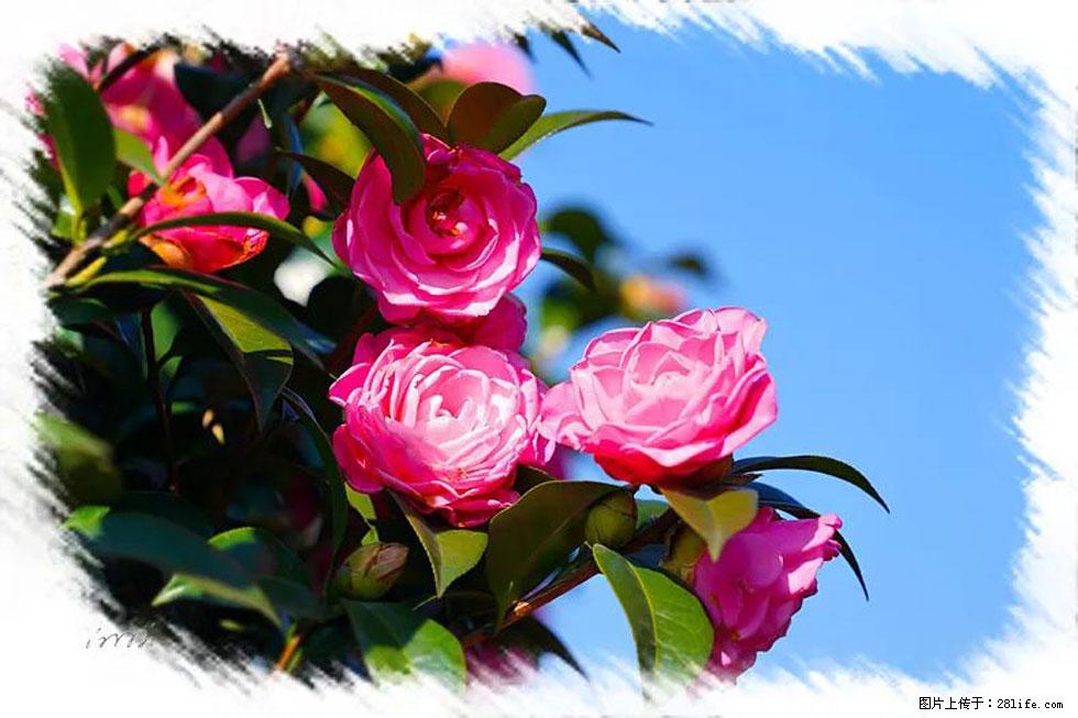 【春天,广西桂林灌阳县向您发出邀请!】杨柳井茶花惹人爱 - 游山玩水 - 攀枝花生活社区 - 攀枝花28生活网 panzhihua.28life.net