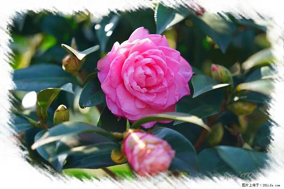 【春天,广西桂林灌阳县向您发出邀请!】杨柳井茶花惹人爱 - 游山玩水 - 攀枝花生活社区 - 攀枝花28生活网 panzhihua.28life.net