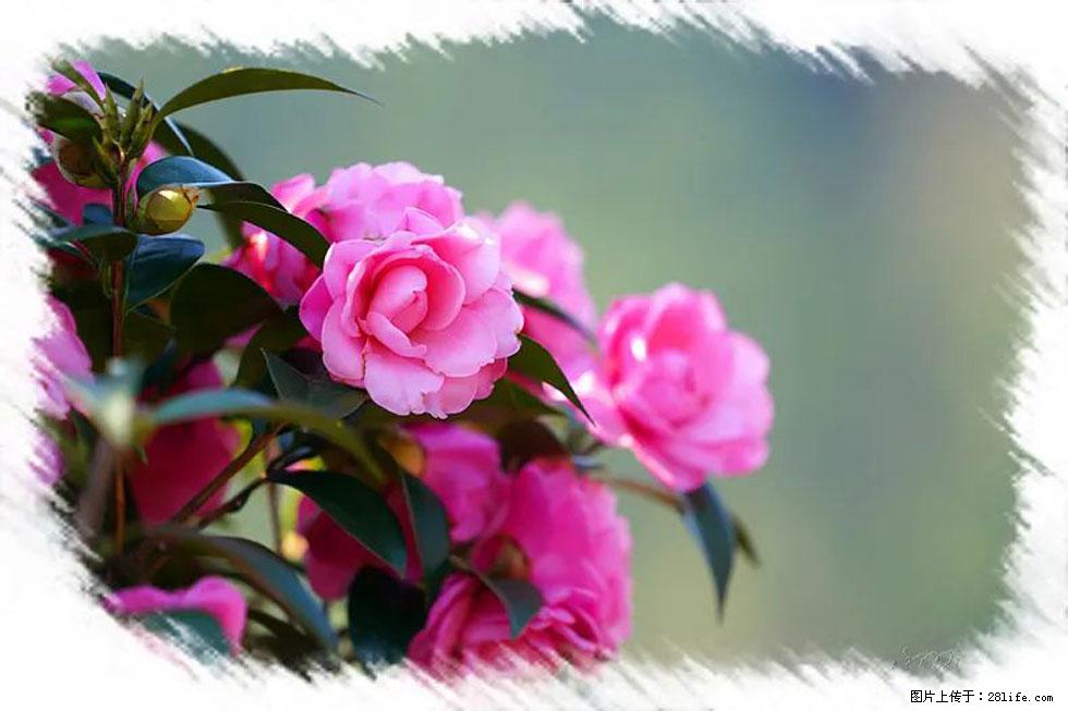 【春天,广西桂林灌阳县向您发出邀请!】杨柳井茶花惹人爱 - 游山玩水 - 攀枝花生活社区 - 攀枝花28生活网 panzhihua.28life.net