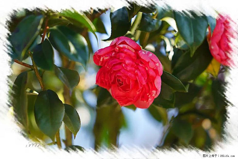 【春天,广西桂林灌阳县向您发出邀请!】杨柳井茶花惹人爱 - 游山玩水 - 攀枝花生活社区 - 攀枝花28生活网 panzhihua.28life.net