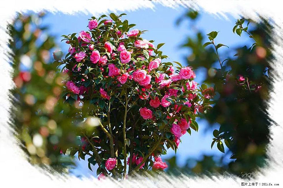 【春天,广西桂林灌阳县向您发出邀请!】杨柳井茶花惹人爱 - 游山玩水 - 攀枝花生活社区 - 攀枝花28生活网 panzhihua.28life.net