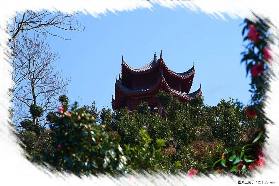 【春天,广西桂林灌阳县向您发出邀请!】杨柳井茶花惹人爱 - 游山玩水 - 攀枝花生活社区 - 攀枝花28生活网 panzhihua.28life.net