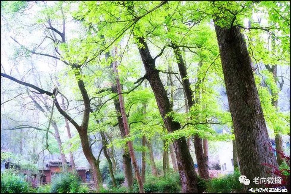 【春天,广西桂林灌阳县向您发出邀请!】在小龙村与春天约会 - 游山玩水 - 攀枝花生活社区 - 攀枝花28生活网 panzhihua.28life.net