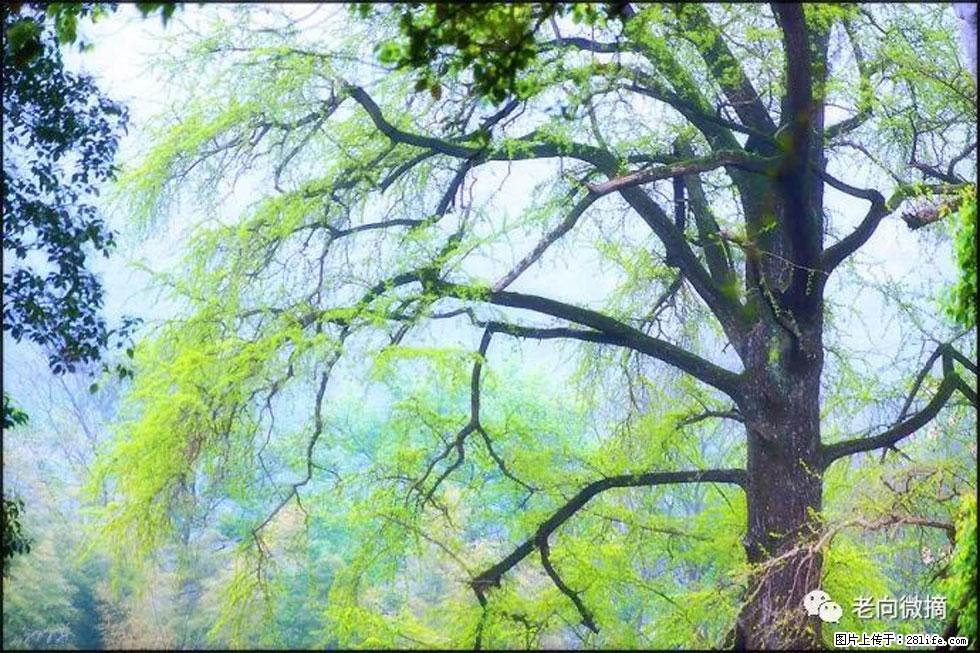 【春天,广西桂林灌阳县向您发出邀请!】在小龙村与春天约会 - 游山玩水 - 攀枝花生活社区 - 攀枝花28生活网 panzhihua.28life.net