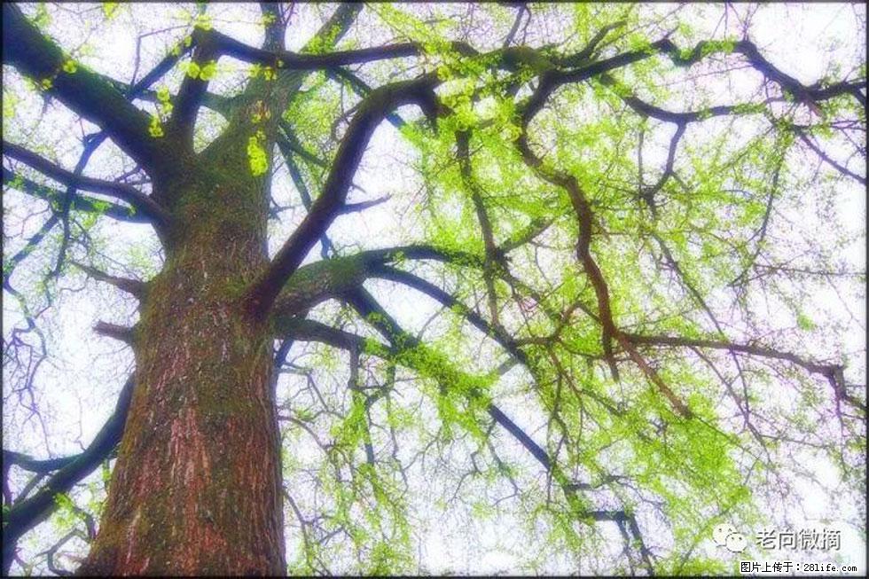 【春天,广西桂林灌阳县向您发出邀请!】在小龙村与春天约会 - 游山玩水 - 攀枝花生活社区 - 攀枝花28生活网 panzhihua.28life.net
