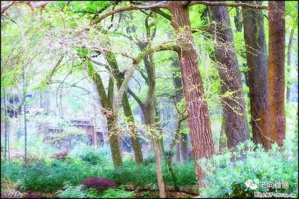 【春天,广西桂林灌阳县向您发出邀请!】在小龙村与春天约会 - 游山玩水 - 攀枝花生活社区 - 攀枝花28生活网 panzhihua.28life.net