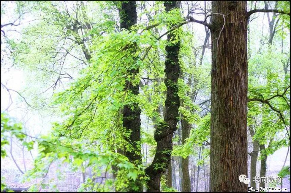 【春天,广西桂林灌阳县向您发出邀请!】在小龙村与春天约会 - 游山玩水 - 攀枝花生活社区 - 攀枝花28生活网 panzhihua.28life.net