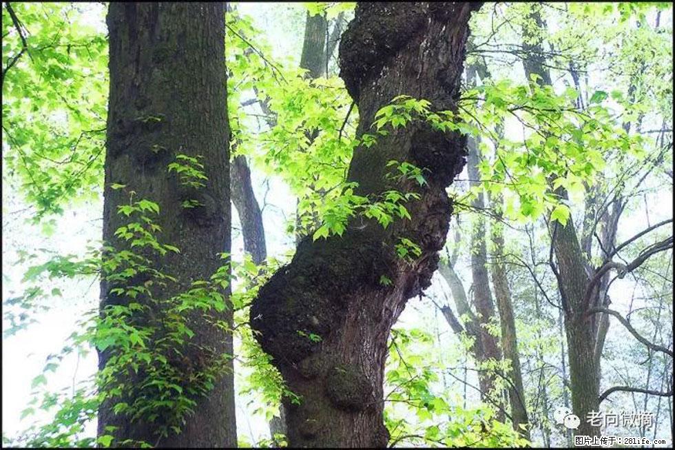 【春天,广西桂林灌阳县向您发出邀请!】在小龙村与春天约会 - 游山玩水 - 攀枝花生活社区 - 攀枝花28生活网 panzhihua.28life.net
