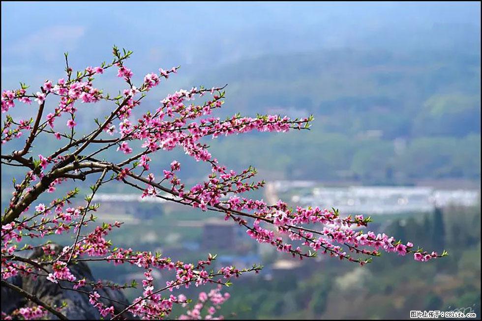 【春天,广西桂林灌阳县向您发出邀请!】望月岭上桃花开 - 游山玩水 - 攀枝花生活社区 - 攀枝花28生活网 panzhihua.28life.net
