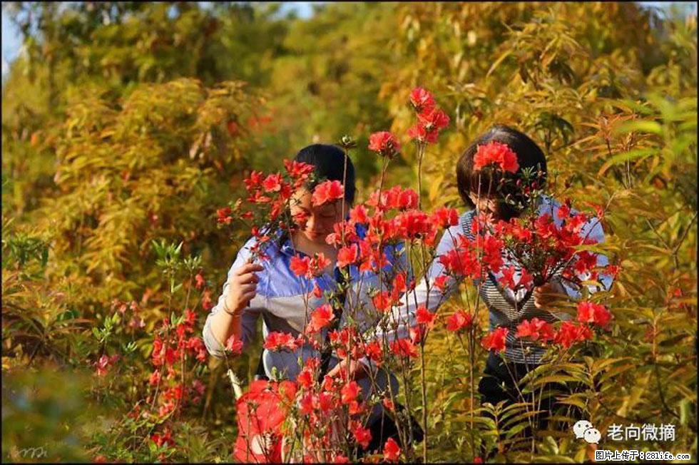 【春天，广西桂林灌阳县向您发出邀请！】登麒麟山，相约映山红 - 游山玩水 - 攀枝花生活社区 - 攀枝花28生活网 panzhihua.28life.net