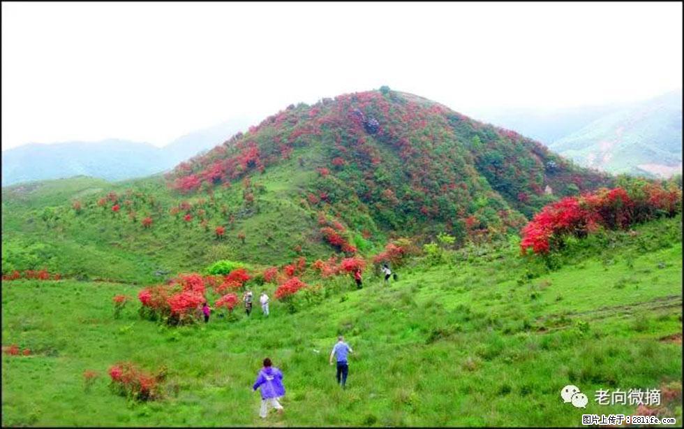 【春天,广西桂林灌阳县向您发出邀请!】宝盖山上映山红 - 游山玩水 - 攀枝花生活社区 - 攀枝花28生活网 panzhihua.28life.net