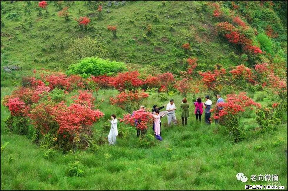 【春天,广西桂林灌阳县向您发出邀请!】宝盖山上映山红 - 游山玩水 - 攀枝花生活社区 - 攀枝花28生活网 panzhihua.28life.net