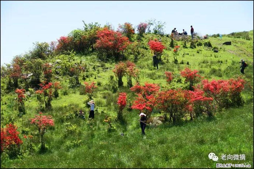 【春天,广西桂林灌阳县向您发出邀请!】宝盖山上映山红 - 游山玩水 - 攀枝花生活社区 - 攀枝花28生活网 panzhihua.28life.net