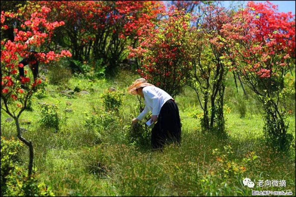 【春天,广西桂林灌阳县向您发出邀请!】宝盖山上映山红 - 游山玩水 - 攀枝花生活社区 - 攀枝花28生活网 panzhihua.28life.net