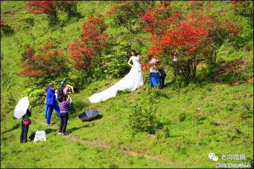 【春天,广西桂林灌阳县向您发出邀请!】宝盖山上映山红 - 游山玩水 - 攀枝花生活社区 - 攀枝花28生活网 panzhihua.28life.net