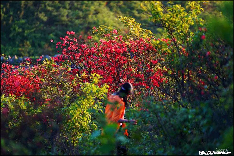 【春天,广西桂林灌阳县向您发出邀请!】春木界上映山红 - 游山玩水 - 攀枝花生活社区 - 攀枝花28生活网 panzhihua.28life.net