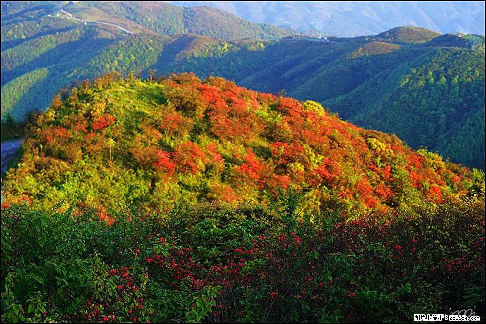 【春天,广西桂林灌阳县向您发出邀请!】春木界上映山红 - 游山玩水 - 攀枝花生活社区 - 攀枝花28生活网 panzhihua.28life.net