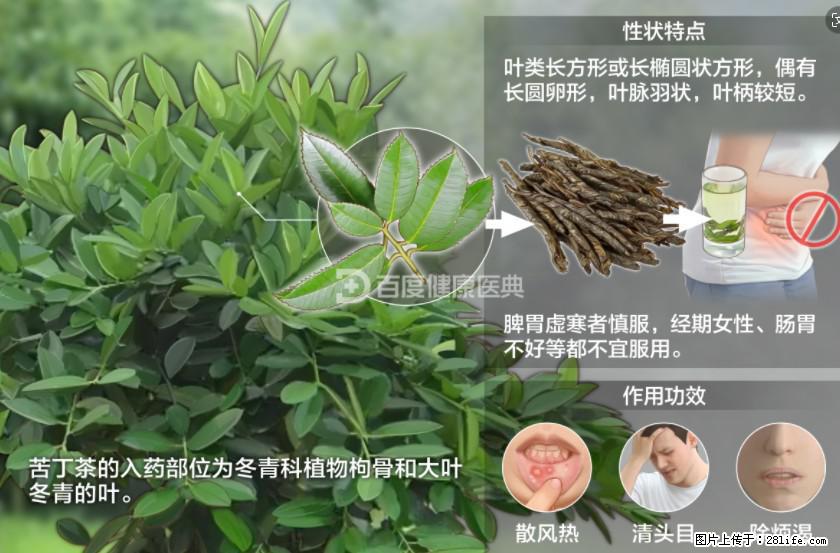 苦丁茶有哪些功效和作用 - 生活百科 - 攀枝花生活社区 - 攀枝花28生活网 panzhihua.28life.net
