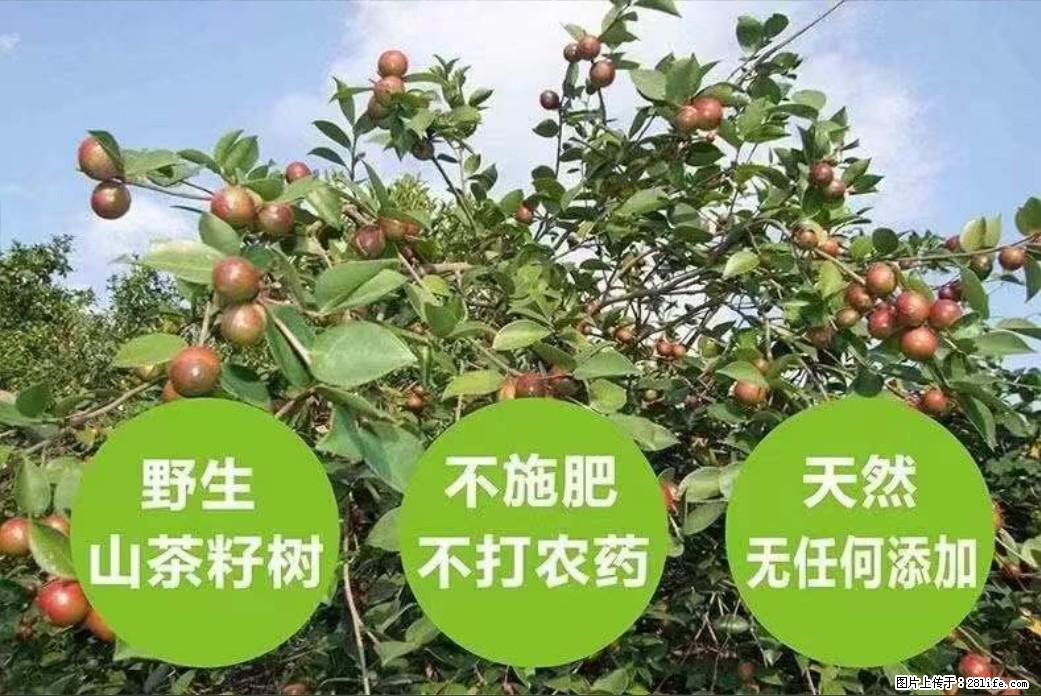 【灌阳县油茶产业示范区】一个有着充实的精神生活的人，对待身外之物自会有一种淡泊的态度 - 土特产 - 饮食特产 - 攀枝花分类信息 - 攀枝花28生活网 panzhihua.28life.net