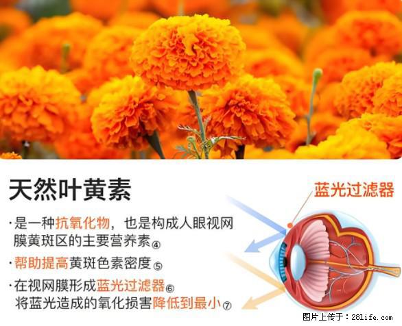 叶黄素有什么功效和作用 - 生活百科 - 攀枝花生活社区 - 攀枝花28生活网 panzhihua.28life.net