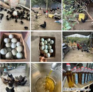 油茶园从小鸡仔开始养起的纯土鸡、土鸡蛋可以预定啦！还有前几天刚榨的纯山茶油哦 - 攀枝花28生活网 panzhihua.28life.net