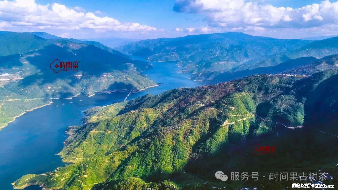 时间果百年古树龙珠普洱生茶 - 购物交流 - 攀枝花生活社区 - 攀枝花28生活网 panzhihua.28life.net