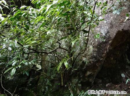 平乐石崖茶，珍贵仅次于金花茶 - 攀枝花生活资讯 - 攀枝花28生活网 panzhihua.28life.net