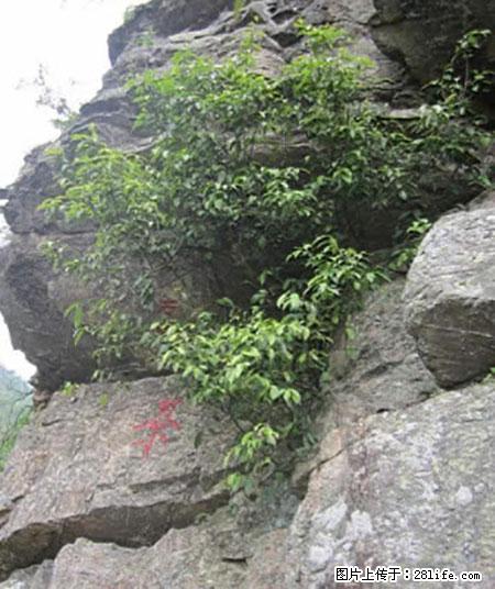 平乐石崖茶，珍贵仅次于金花茶 - 攀枝花生活资讯 - 攀枝花28生活网 panzhihua.28life.net
