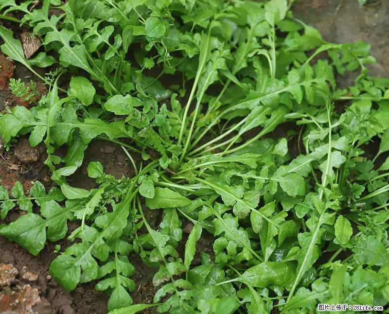 这些蔬菜是“天然钙片”，这6种被医生重点推荐 - 攀枝花生活资讯 - 攀枝花28生活网 panzhihua.28life.net