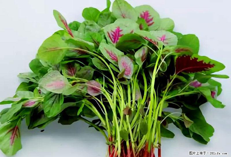 这些蔬菜是“天然钙片”，这6种被医生重点推荐 - 攀枝花生活资讯 - 攀枝花28生活网 panzhihua.28life.net