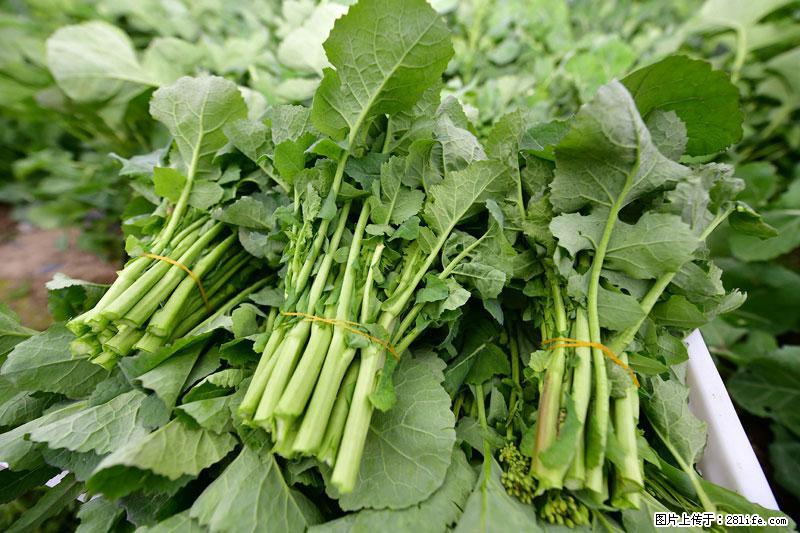 这些蔬菜是“天然钙片”，这6种被医生重点推荐 - 攀枝花生活资讯 - 攀枝花28生活网 panzhihua.28life.net